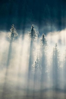 Fog and forest in Oberägeri in the canton of Zug, Switzerland, Europe