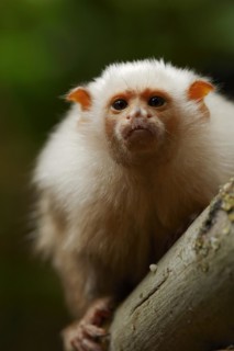 Silver monkey or silver marmoset (Mico argentatus, Callithrix argentata), captive, occurring in