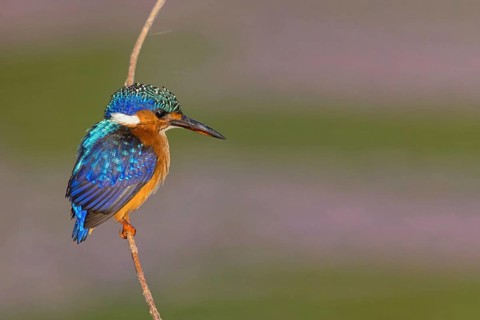 Crested Kingfisher, Corythohrnis cristatus, (Alcedo cristata), Kingfisher family, Malachite
