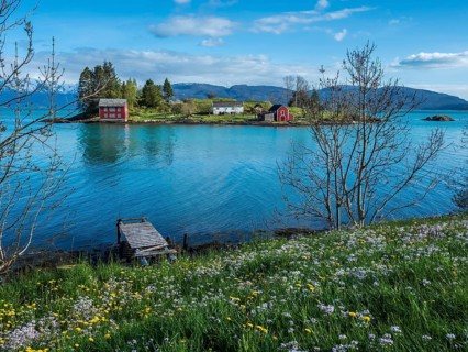 Typical red houses on an island in the Hardangerfjord, flowering meadow in spring, near