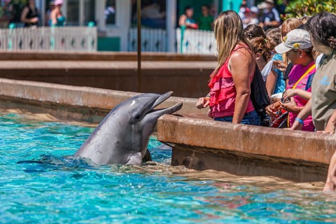 Tourists have up-close encounter with a bottle nosed dolphin at Sea World theme park in Orlando,