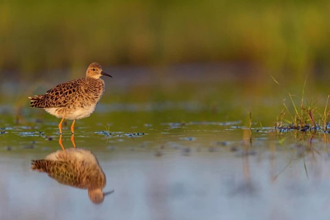 Ruff (Philomachus pugnax), female, Narew, Bialystok, Podlasie, Poland, Europe