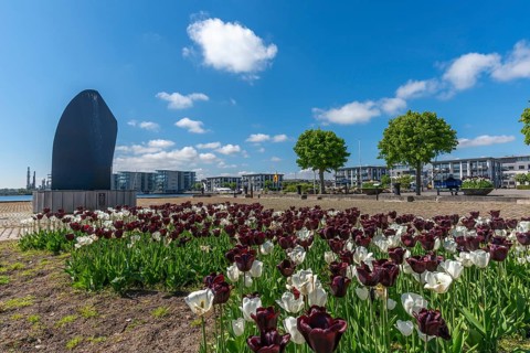 Maritime Nyborg on the Great Belt, new buildings near the centre, tulip bed, spring, Forshvn Marine