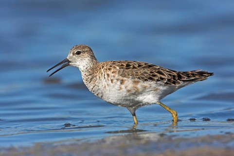 Ruff (Philomachus pugnax), female, Narew, Bialystok, Podlasie, Poland, Europe