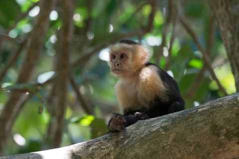 White-shouldered capuchin monkey (Cebus capucinus), Manuel Antonio National Park, Costa Rica,