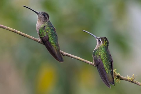 Violet-crowned Brilliant Hummingbird (Eugenes fulgens), Parque National Los Quetzales, Costa Rica,