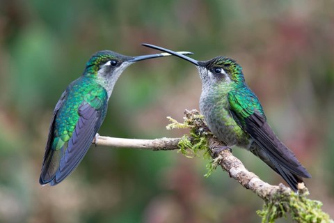 Violet-crowned Brilliant Hummingbird (Eugenes fulgens), Parque National Los Quetzales, Costa Rica,