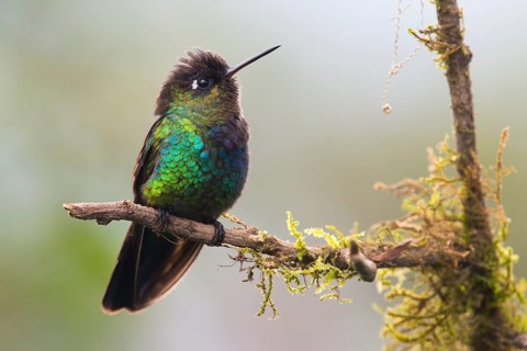 Fire-throated hummingbird (Panterpe insignis), Parque National Los Quetzales, Costa Rica, Central