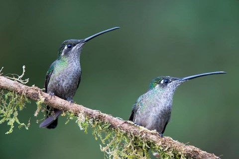 Violet-crowned Brilliant Hummingbird (Eugenes fulgens), Parque National Los Quetzales, Costa Rica,
