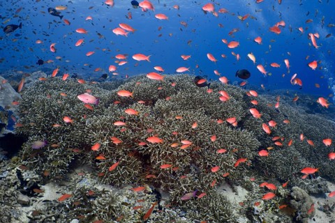 Coral reef with many small orange-coloured fish, jewel flag perch (Pseudanthias squamipinnis), in