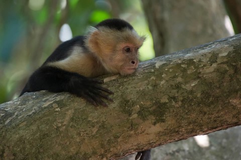 White-shouldered capuchin monkey (Cebus capucinus), Manuel Antonio National Park, Costa Rica,