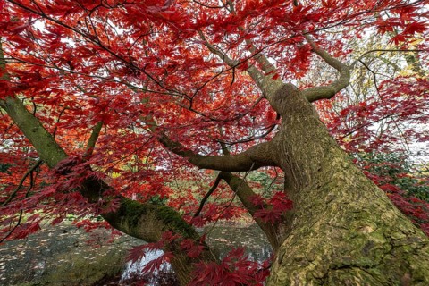 Japanese fan maple (Acer palmatum Trompenburg), autumn colours, Emsland, Lower Saxony, Germany,
