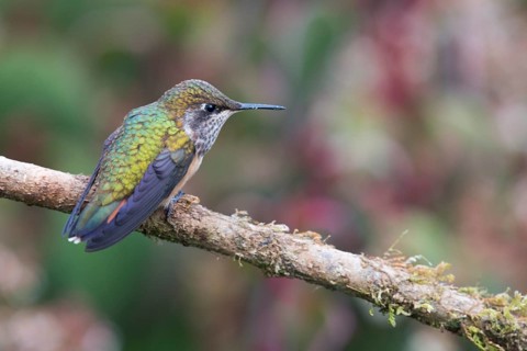 Inaguaster hummingbird (Nesophlox lyura), Parque National Los Quetzales, Costa Rica, Central