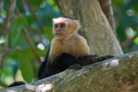 White-shouldered capuchin monkey (Cebus capucinus), Manuel Antonio National Park, Costa Rica,