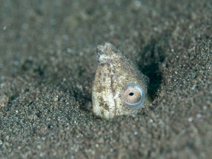 A sand snake eel (Ophichthus altipennis), snake eel, looks out of the sand, well camouflaged in its