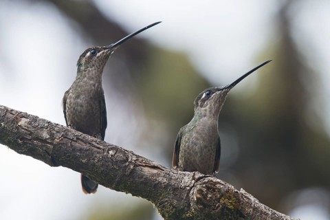 Violet-crowned Brilliant Hummingbird (Eugenes fulgens), Parque National Los Quetzales, Costa Rica,