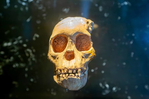 Skull of young hominid child Australopithecus Africanus, National Museum of Anthropology, Mexico