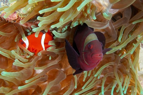 Two velvet anemonefish, spiny anemonefish (Amphiprion biaculeatus) swimming side by side in a sea