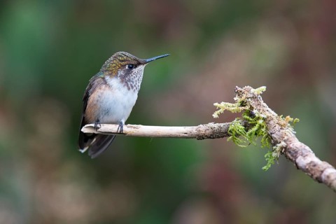 Inaguaster hummingbird (Nesophlox lyura), Parque National Los Quetzales, Costa Rica, Central