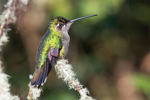 Violet-crowned Brilliant Hummingbird (Eugenes fulgens), Parque National Los Quetzales, Costa Rica,