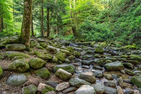 In the Grobbach stream valley on the Geroldsau Waterfall Circular Trail, Geroldsau, Baden-Baden,