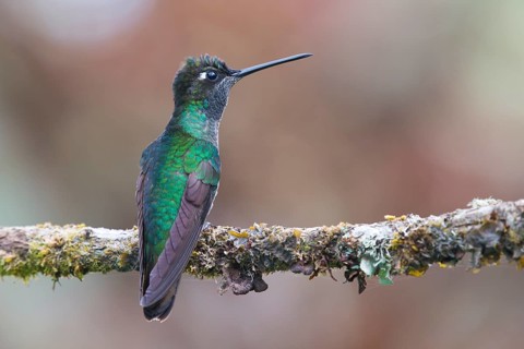 Violet-crowned Brilliant Hummingbird (Eugenes fulgens), Parque National Los Quetzales, Costa Rica,