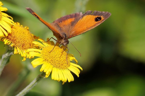 Gatekeeper or Hedge Brown, Pyronia tithonus, butterfly feeding on a Common Fleabane, Pulicaria