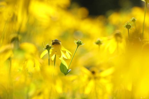 Cutleaf Coneflower, Rudbeckia laciniata in the garden