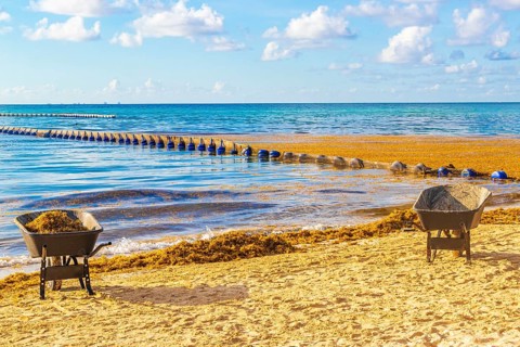 Cleaning the beach with wheelbarrow pitchfork Garden Rake Leaf Broom and a lot of very disgusting