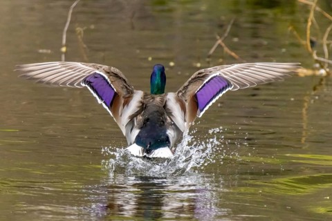 A graceful descent of a male mallard duck as it alights upon a serene pond, its vibrant plumage on