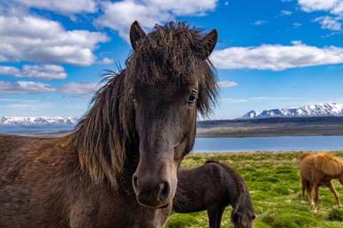 Horses at Hvitserkur, Iceland, Europe