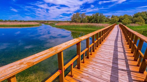 Tablas de Daimiel National Park, Daimiel, Ciudad Real, Castilla La Mancha, Spain, Europe