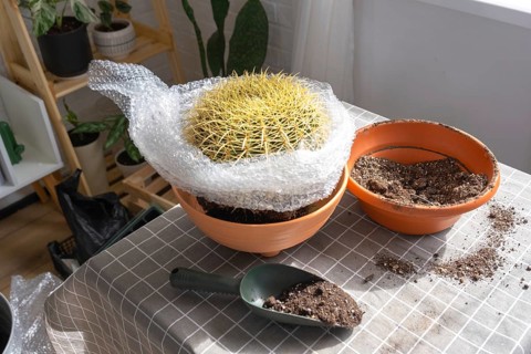 Repotting overgrown home plant large spiny cactus Echinocactus Gruzoni into new bigger pot. Caring