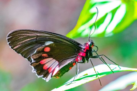 Red and black noble tropical butterfly on green nature background on big tropical island Ilha