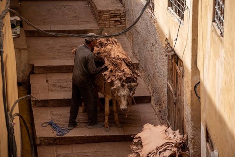 FES, MOROCCO, ARIL 10, 2023, A donkeys takes dried leather from a tannery in the medina of Fes,
