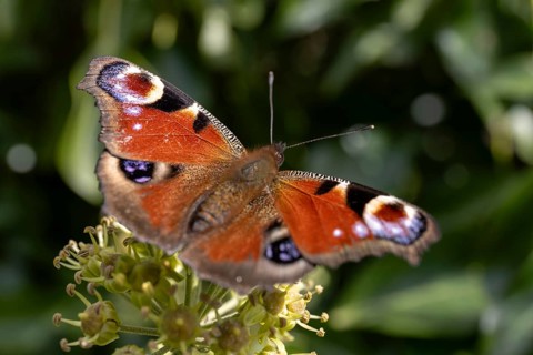 Peacock butterfly (Aglais io) on flower, St Abbs, Scottish Borders, Scotland, Great Britain