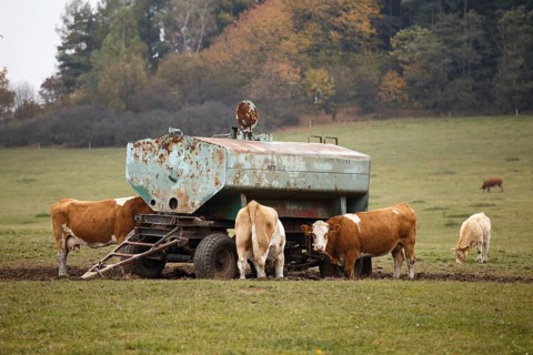 Cow comes to drink water at the drinking tank