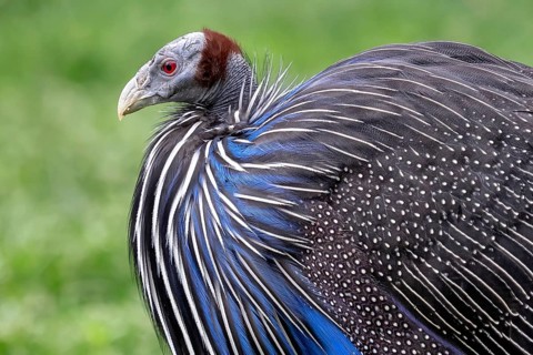 Vulturine guineafowl (Acryllium vulturinum) . Wildlife animal