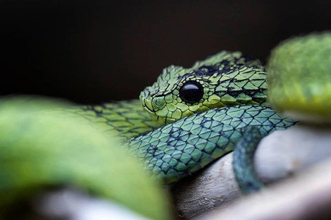 Great Lakes bush viper (Atheris nitschei) is twisted around the branch