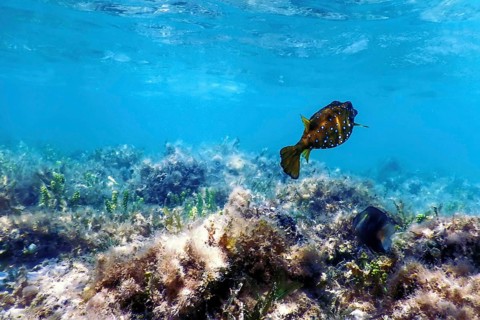 Yellow boxfish (Ostracion cubicus) Underwater, Marine life