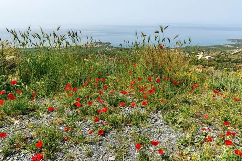 Coastline in spring, poppy blossom, Pyrgos, Mani, Messinian Gulf, Ionian Sea, Greece, Europe