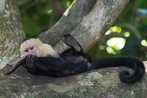 White-shouldered capuchin monkey (Cebus capucinus), Manuel Antonio National Park, Costa Rica,