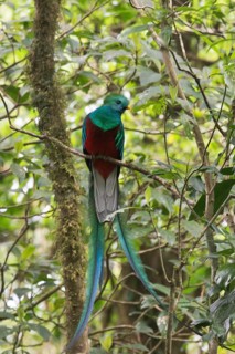 Quetzal (Pharomachrus mocinno), Reserva biologica Bosque Nubosa, Costa Rica, Central America