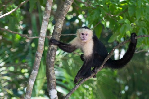 White-shouldered capuchin monkey (Cebus capucinus), Manuel Antonio National Park, Costa Rica,