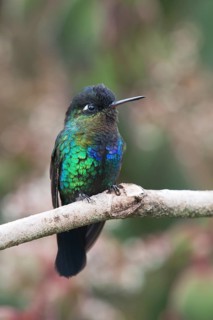 Fire-throated hummingbird (Panterpe insignis), Parque National Los Quetzales, Costa Rica, Central