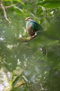 Quetzal (Pharomachrus mocinno), female, Reserva biologica Bosque Nubosa, Costa Rica, Central