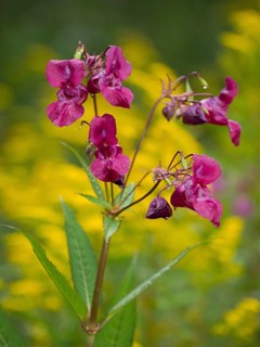 Himalayan Balsam (Impatiens glandulifera), flowers against a yellow background, Hessen, Germany,