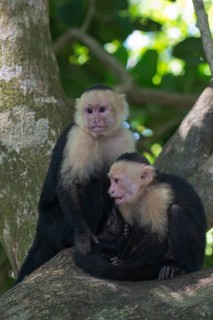 White-shouldered capuchin monkeys (Cebus capucinus), Manuel Antonio National Park, Costa Rica,