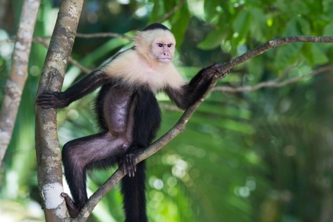 White-shouldered capuchin monkey (Cebus capucinus), Manuel Antonio National Park, Costa Rica,