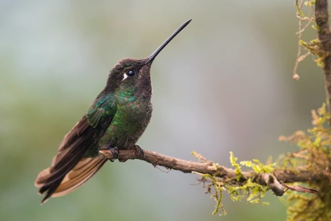 Violet-crowned Brilliant Hummingbird (Eugenes fulgens), Parque National Los Quetzales, Costa Rica,
